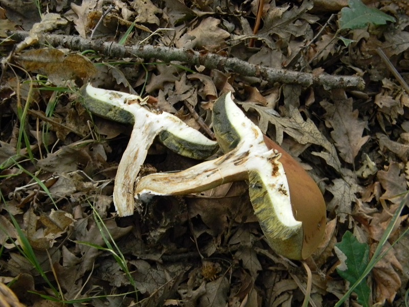 3)Fotogr.il 6.07.2018.bosco misto di latifoglia