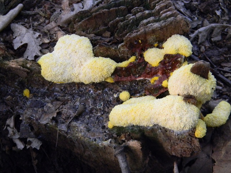 4)Fotogr.il 6.07.2018.bosco misto di latifoglia