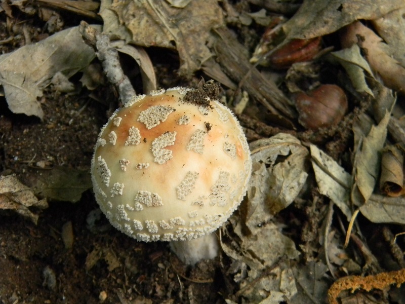 1)Fotogr.il 6.07.2018.bosco misto di latifoglia