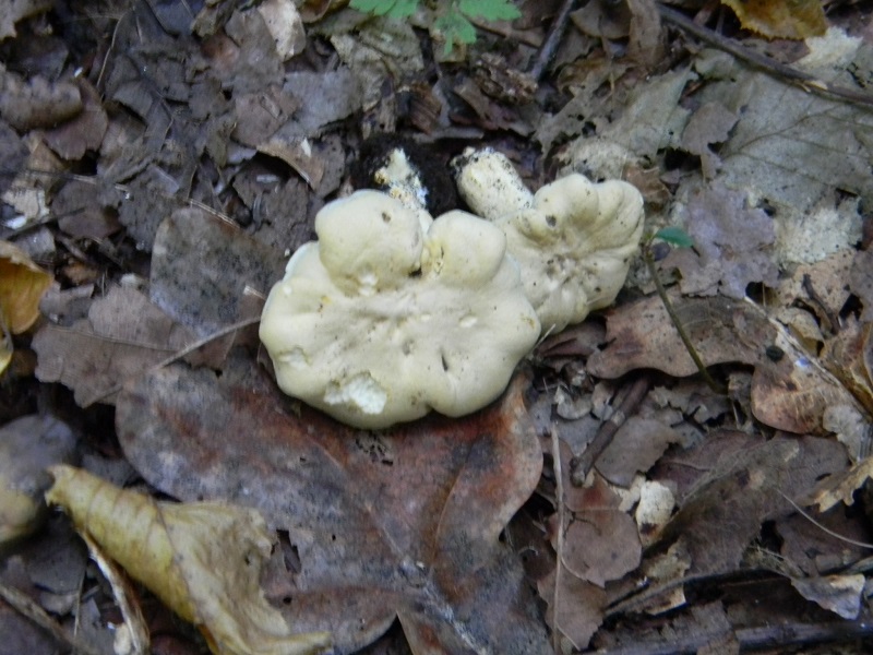 2)Fotogr.il 15.09.2018.bosco misto di latifoglia