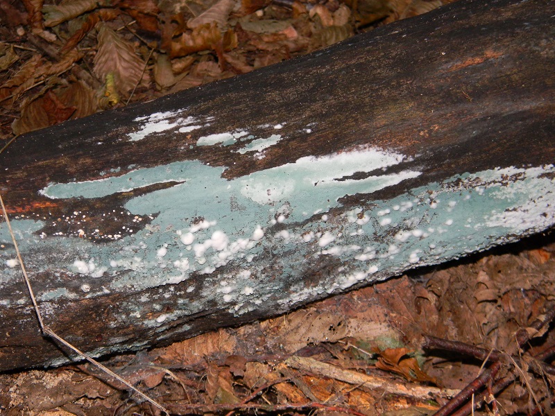 3)Fotogr.il 15.09.2018.bosco misto di latifoglia