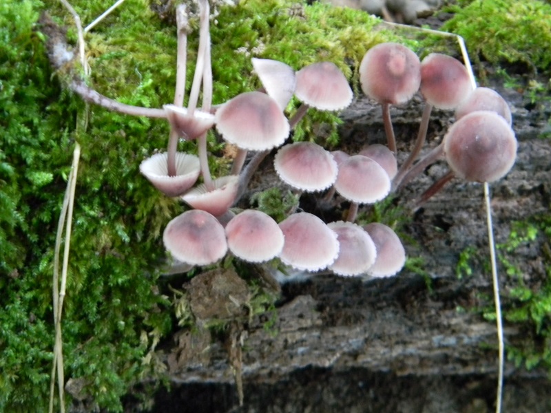 5)Fotogr.il 15.09.2018.bosco misto di latifoglia