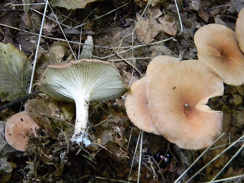 6)Fotogr.8.09.2018.bosco misto di latifoglia 560/580 s.l.m.