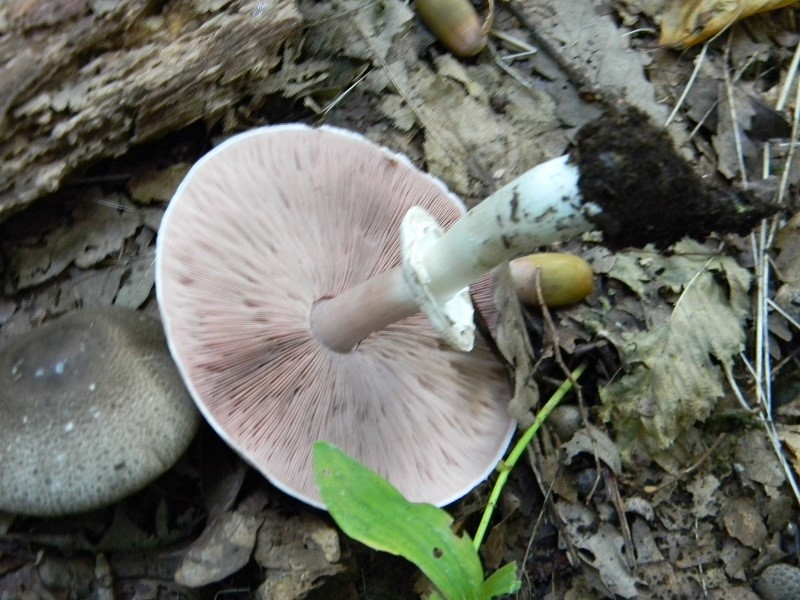 8)Fotogr.8.09.2018.bosco misto di latifdoglia