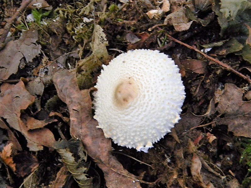 9)Fotogr.8.09.2018.bosco misto di latifoglia