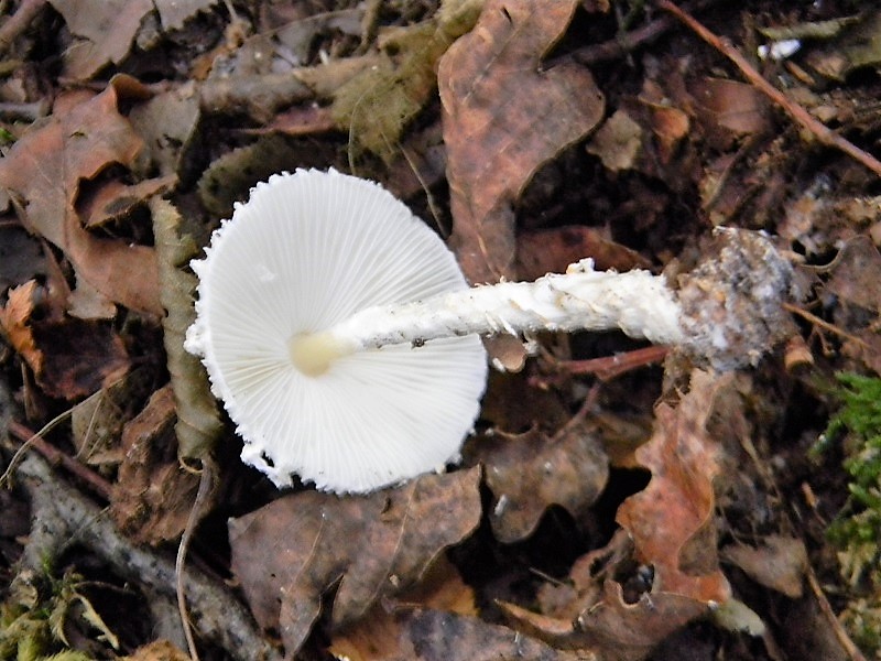 9)Fotogr.8.09.2018.bosco misto di latifoglia