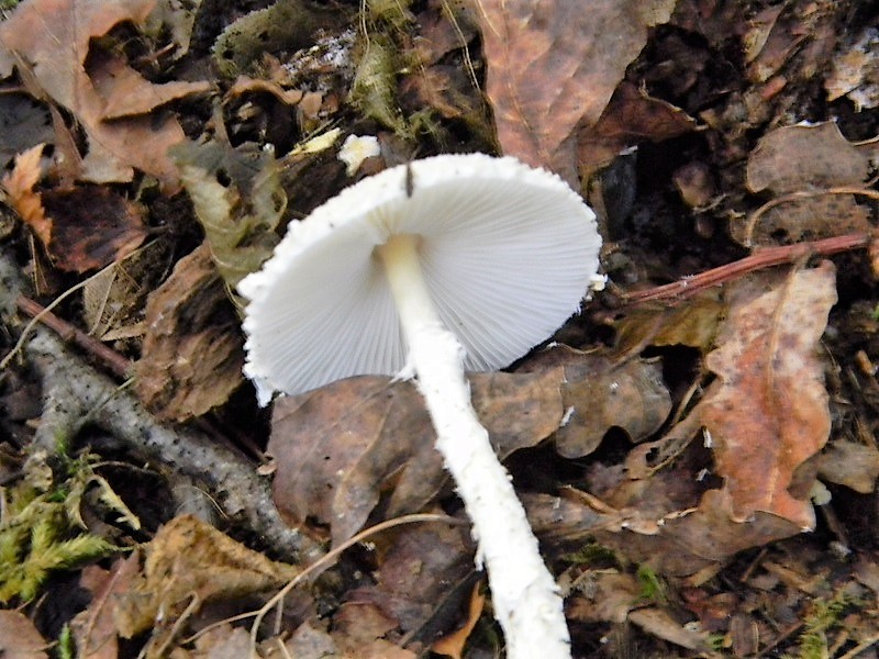 9)Fotogr.8.09.2018.bosco misto di latifoglia