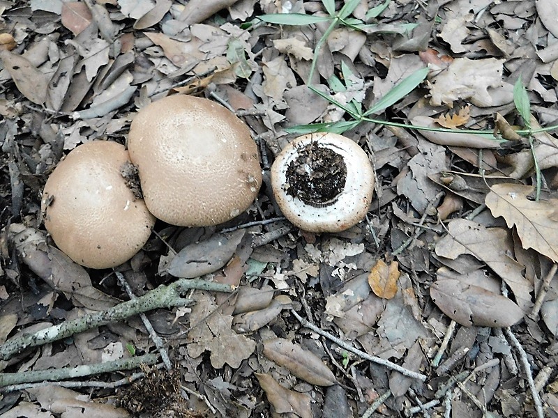 13)Fotogr.il 6.12.2019 bosco misto di latifoglia