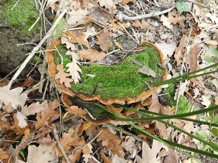 1)Fotogr.il 27.12.2019 bosco misto di latifoglia