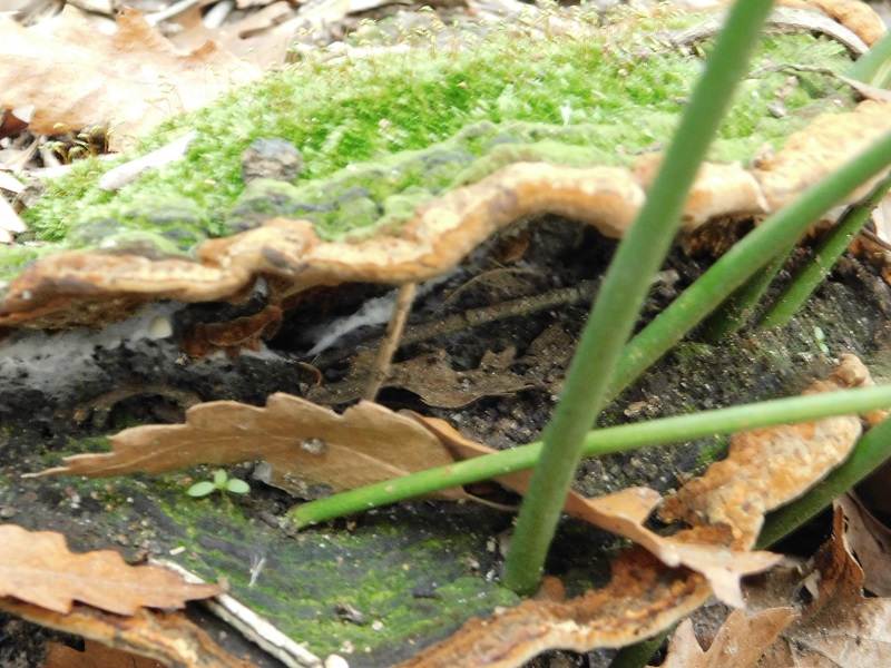 1)Fotogr.il 27.12.2019 bosco misto di latifoglia