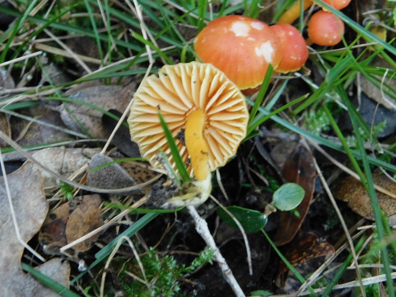 3)Fotogr.il 27.12.2019 bosco misto di latifoglia