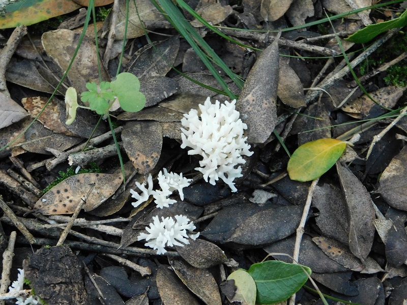 9)Fotogr.il 27.12.2019 bosco misto di latifoglia