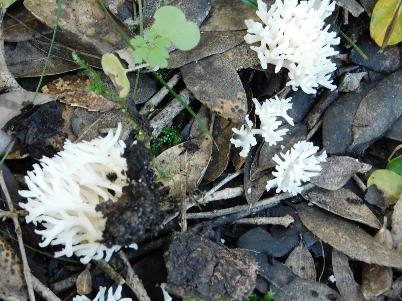 9)Fotogr.il 27.12.2019 bosco misto di latifoglia