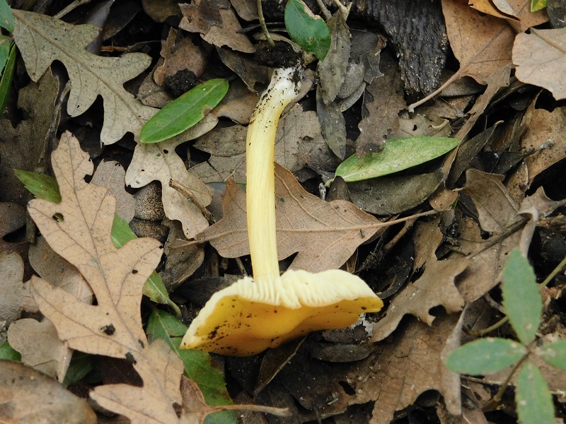 6)Fotogr.il 27.12.2019 bosco misto di latifoglia