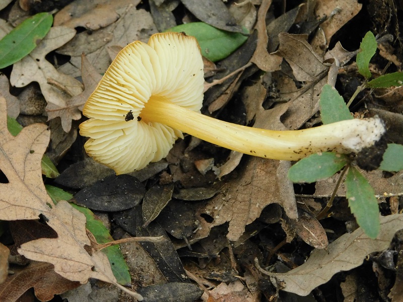 6)Fotogr.il 27.12.2019 bosco misto di latifoglia