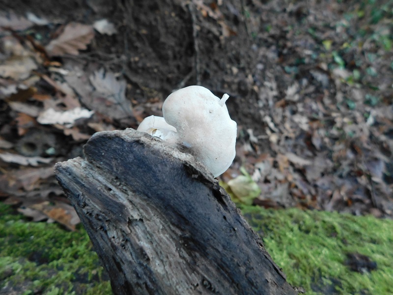 4)Fotogr.il  28.12.2019 bosxco di Quercia lignicolo