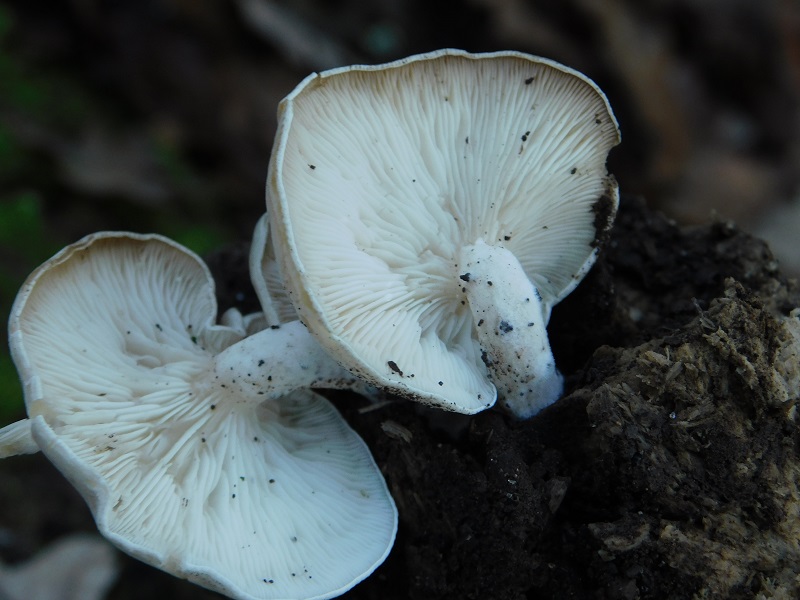 4)Fotogr.il  28.12.2019 bosxco di Quercia lignicolo