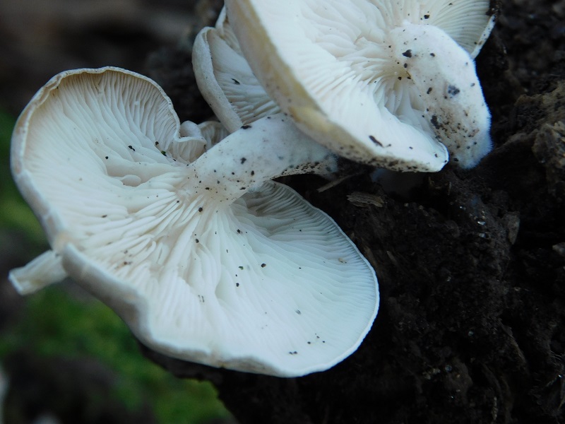 4)Fotogr.il  28.12.2019 bosxco di Quercia lignicolo