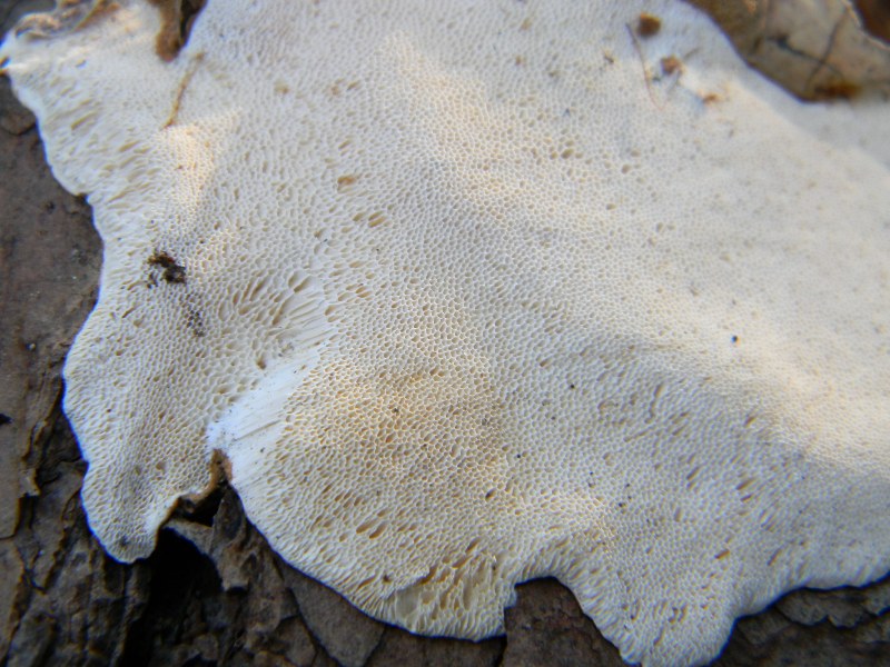 1)19.02.2013 sopra un tronco di Pino(Heterobasidion annosum)