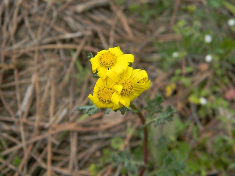 Senecio leucanthemifolius