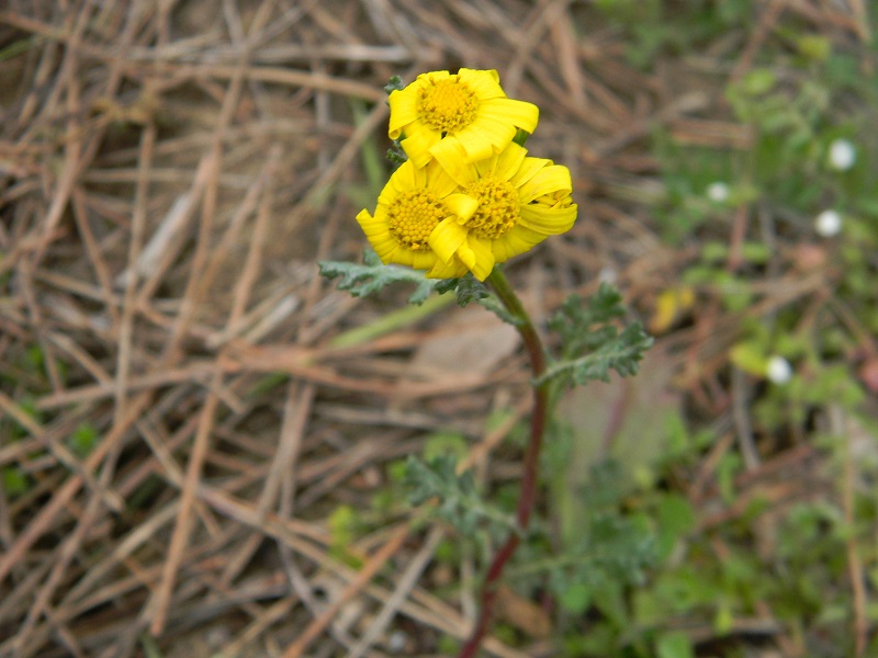 Senecio leucanthemifolius