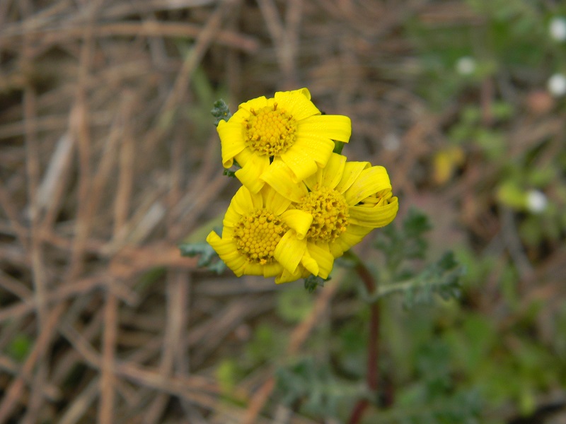 Senecio leucanthemifolius