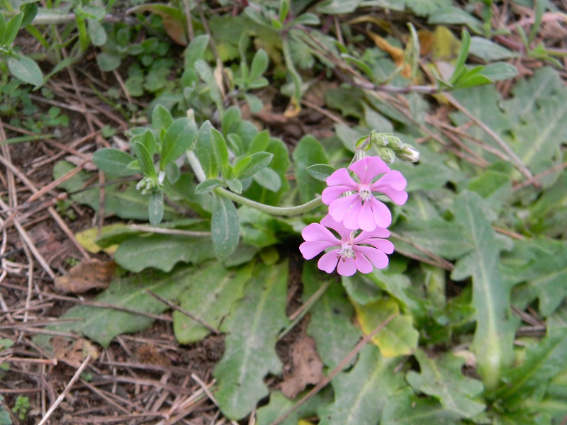 Silene canescens / Silene canescente