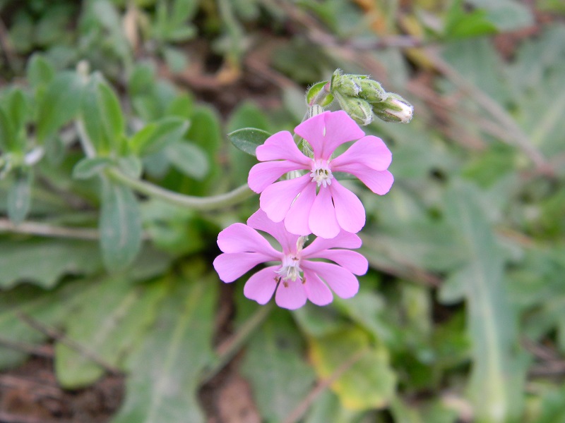 Silene canescens / Silene canescente