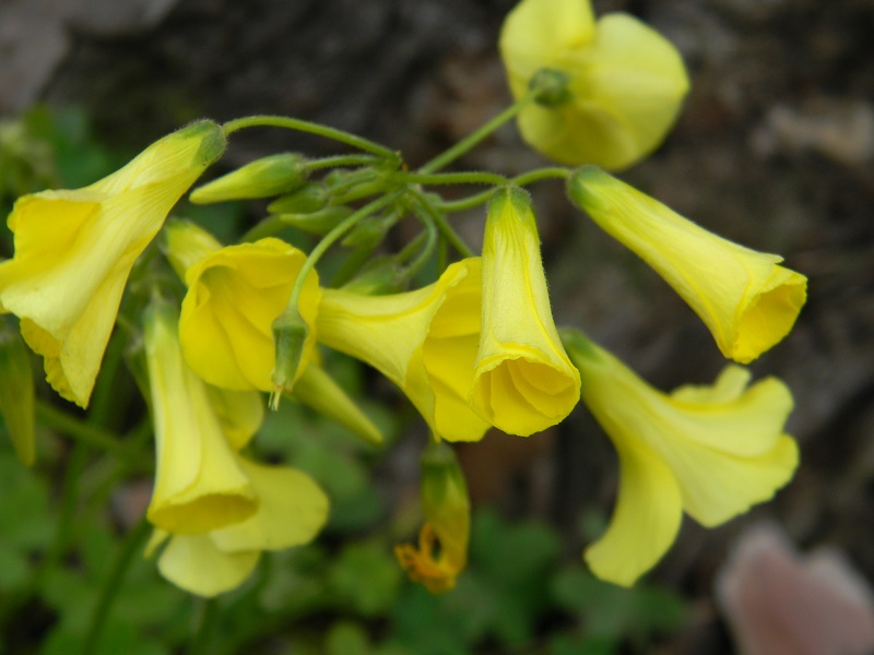 Oxalis pes-caprae