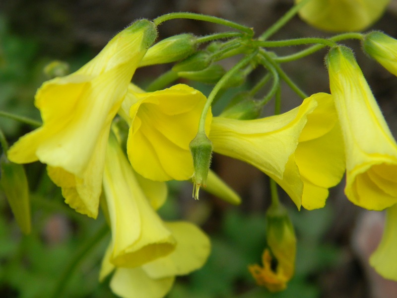 Oxalis pes-caprae