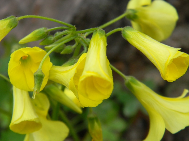 Oxalis pes-caprae