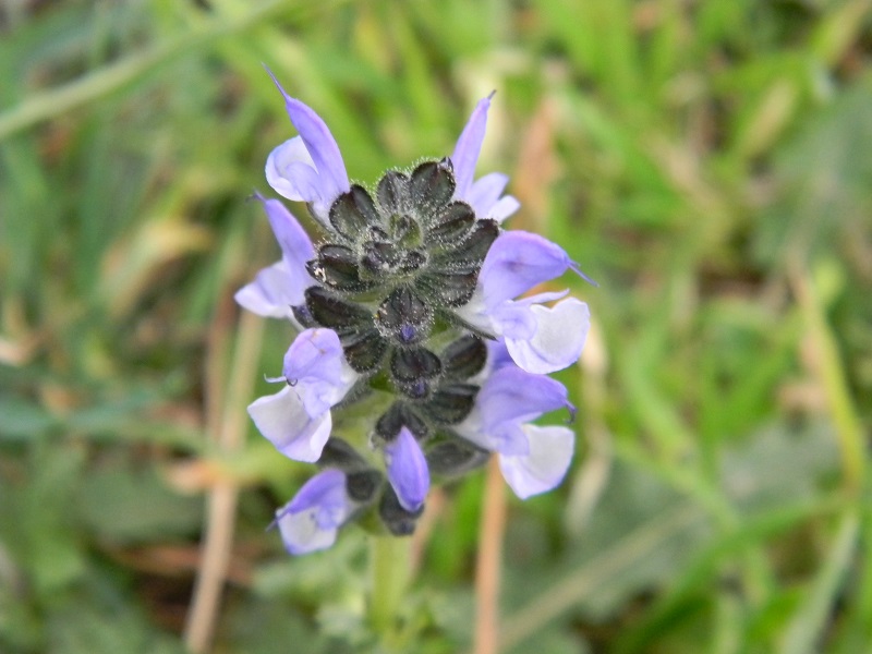 Salvia cfr. clandestina