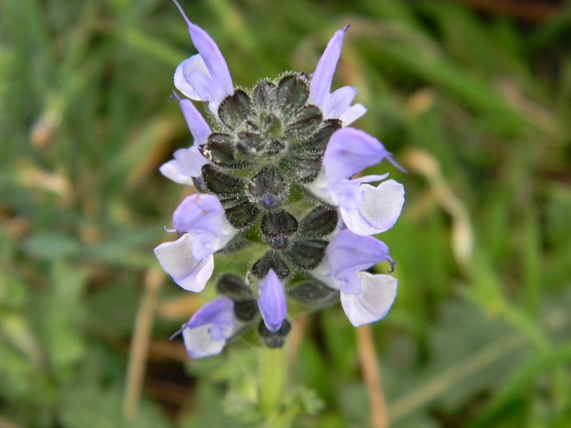 Salvia cfr. clandestina