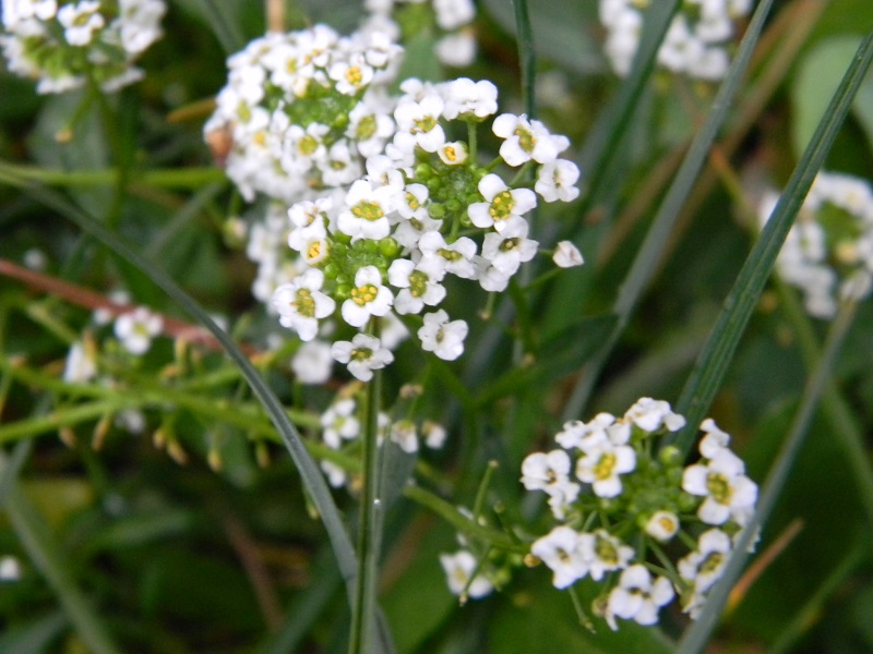 Lobularia maritima