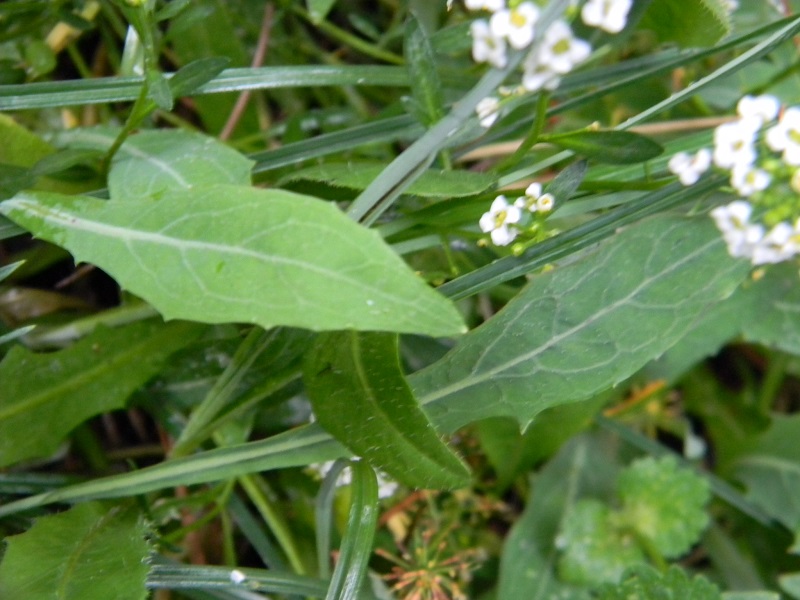 Lobularia maritima