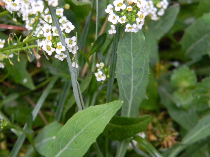 Lobularia maritima