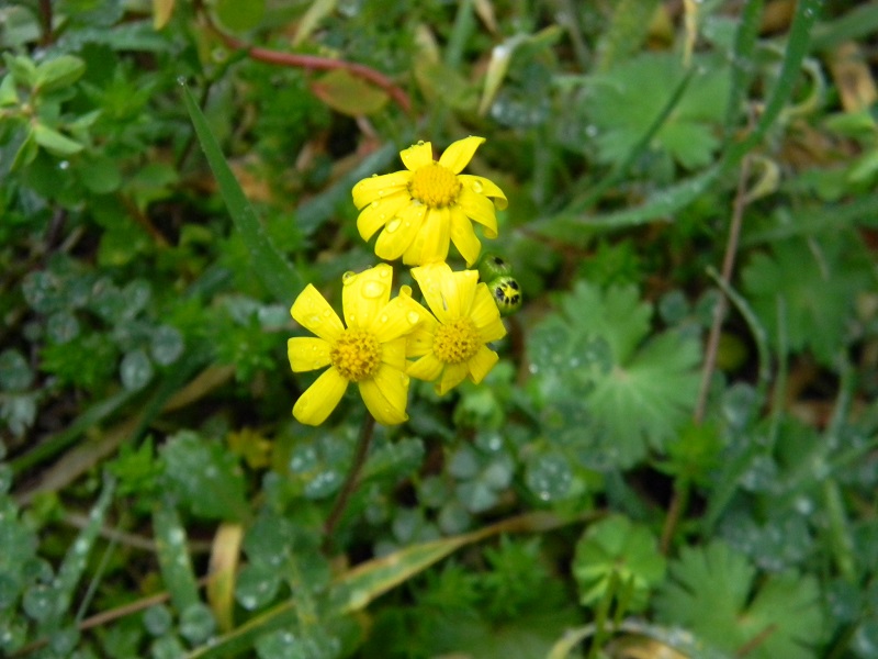 Senecio leucanthemifolius