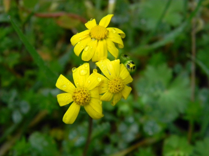 Senecio leucanthemifolius