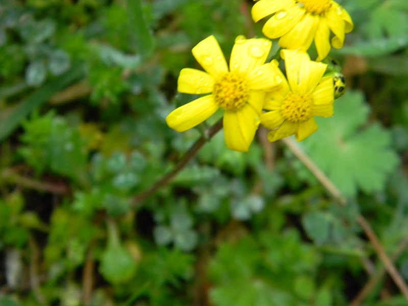 Senecio leucanthemifolius