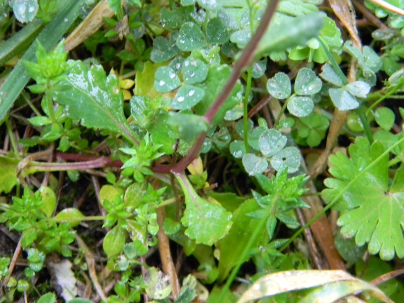 Senecio leucanthemifolius