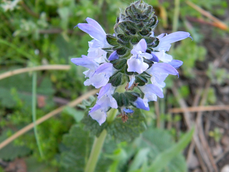 Sotto pineta marina - Salvia clandestina