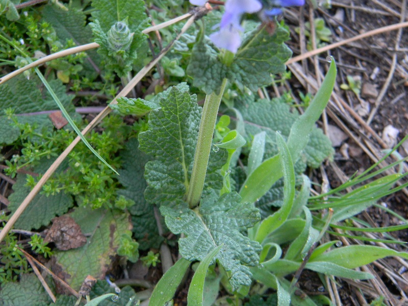 Sotto pineta marina - Salvia clandestina