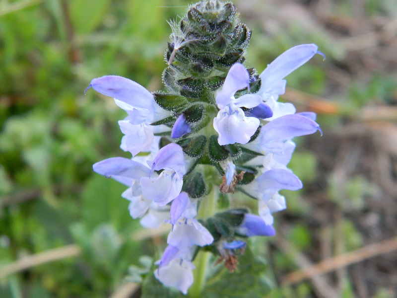 Sotto pineta marina - Salvia clandestina