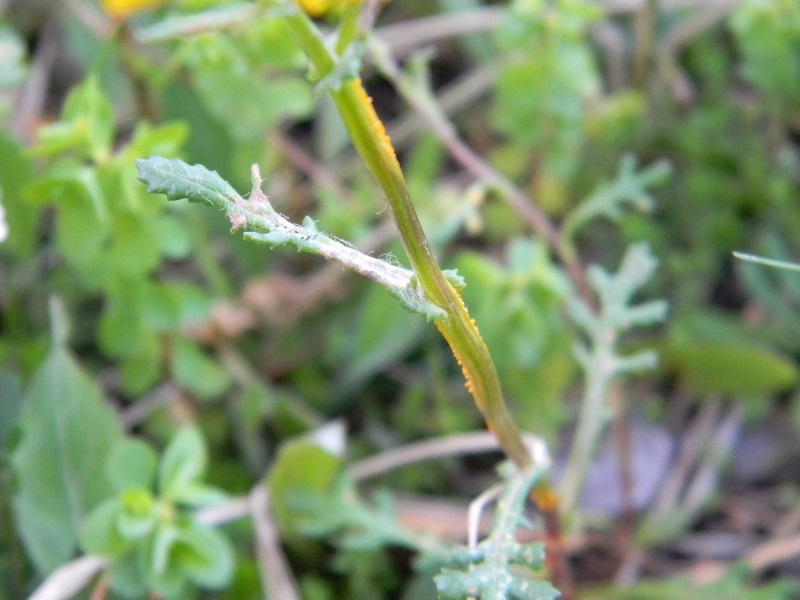 sotto pineta marina - Senecio leucanthemifolius