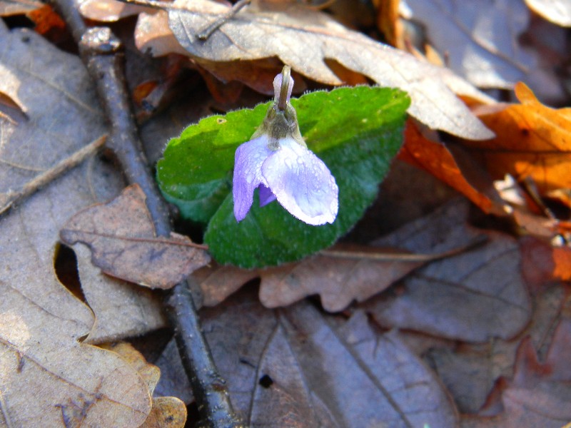 Viola sp.