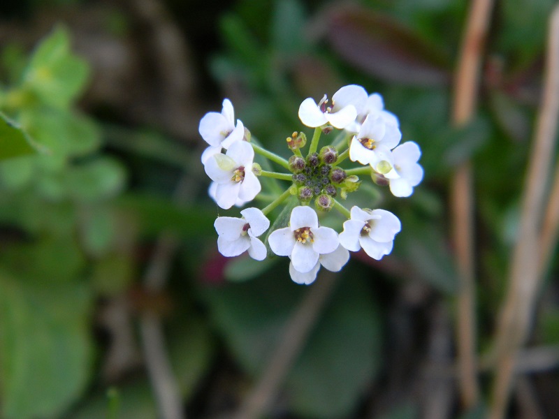 Sotto pineta marina - Lobularia maritima