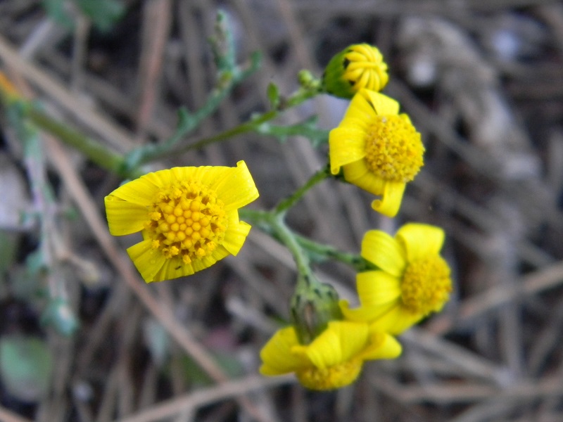 sotto pineta marina - Senecio leucanthemifolius