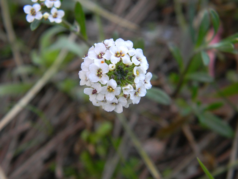 Sotto pineta marina - Lobularia maritima