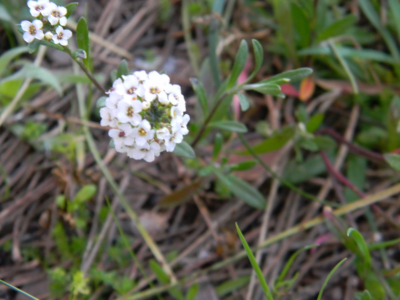 Sotto pineta marina - Lobularia maritima