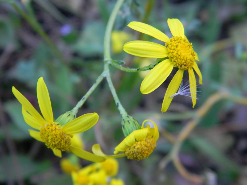 sotto pineta marina - Senecio leucanthemifolius